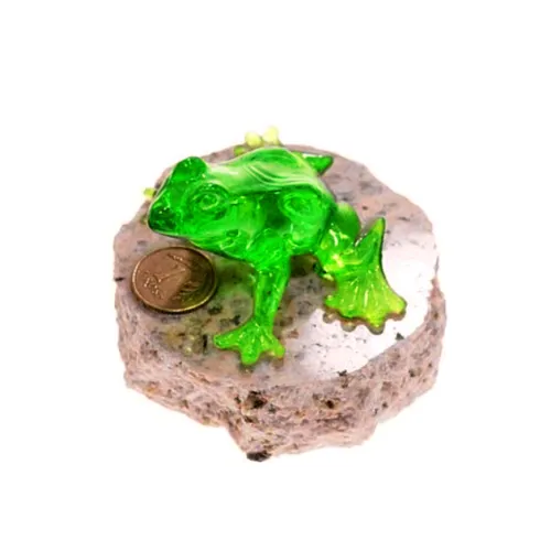Żaba Zielona z Groszem na...